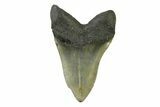 Serrated, Fossil Megalodon Tooth - North Carolina #338590-2